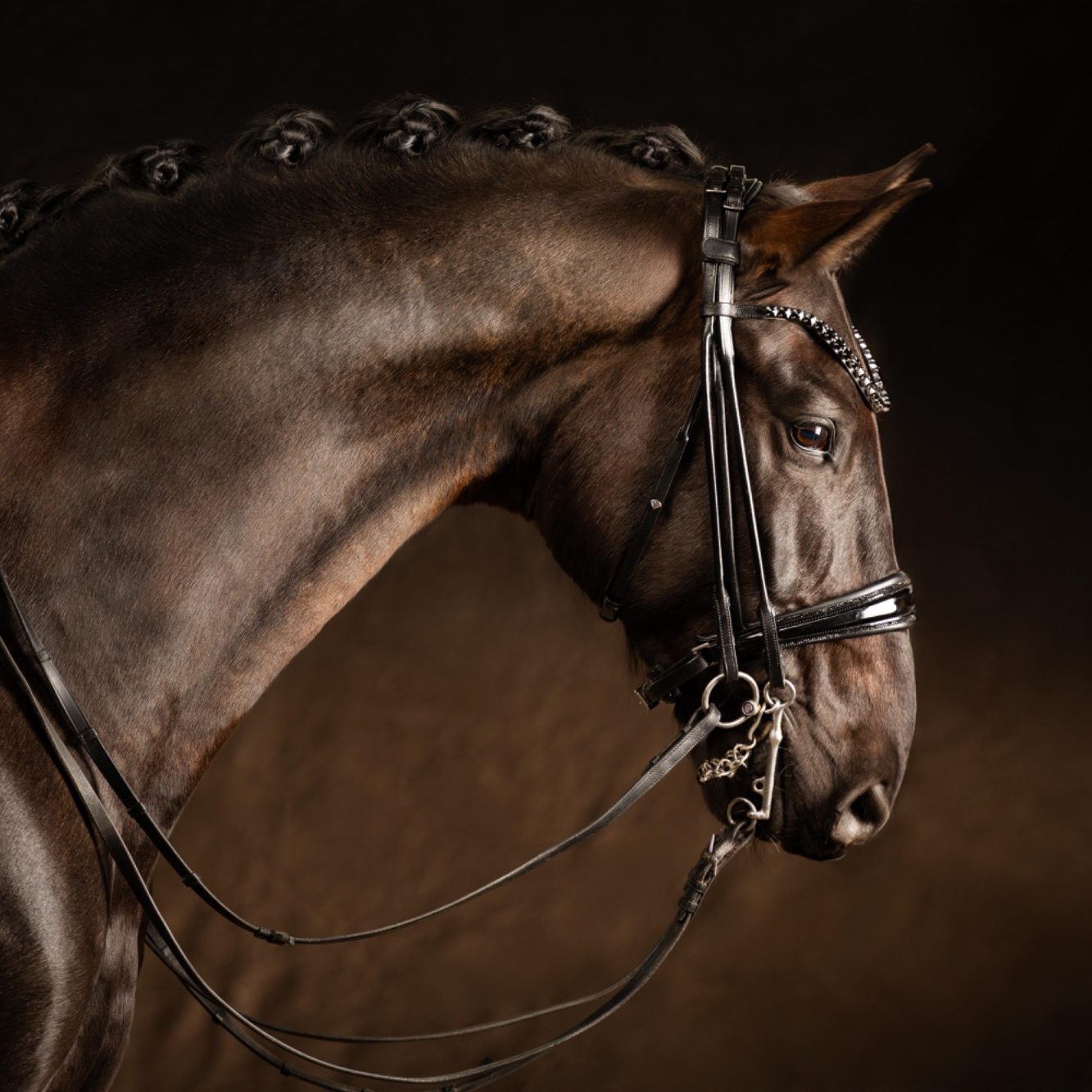Schwarzes Pferd mit elegantem Kopf, geflochtenem Haar und Zaumzeug