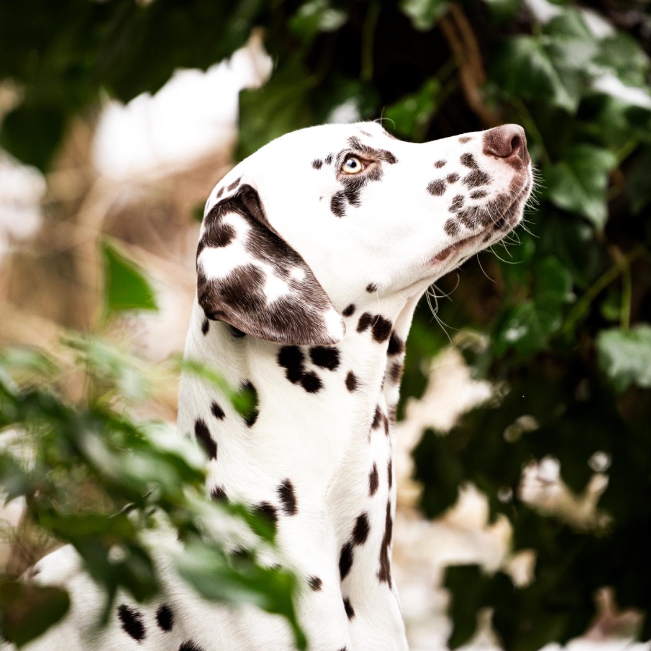 Dalmatiner schaut aufmerksam nach oben, umgeben von grünen Blättern.